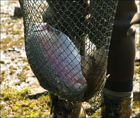 Whitemoor Estate Members' Catches 03