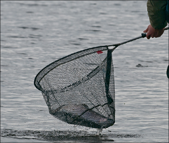 Whitemoor Estate Members' Catches 08