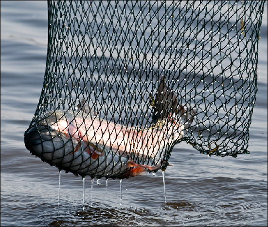 Whitemoor Estate Members' Catches 12