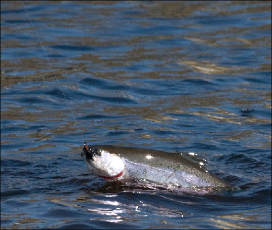 Whitemoor Estate Members' Catches 12