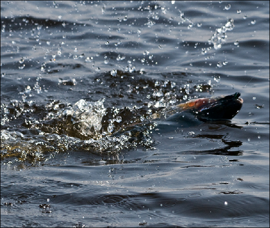 Whitemoor Estate Members' Catches 12