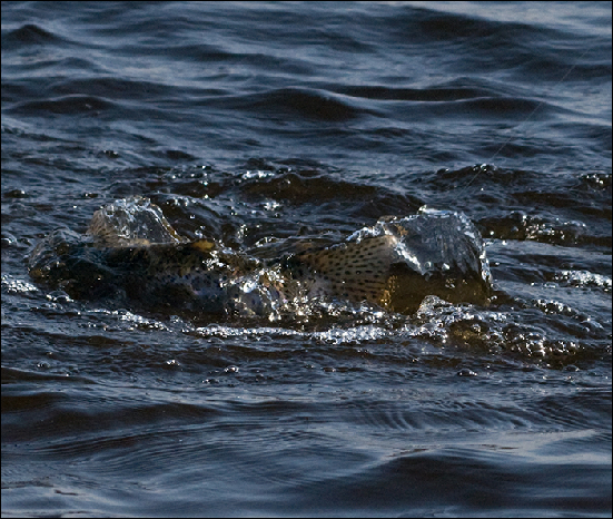 Whitemoor Estate Members' Catches 12