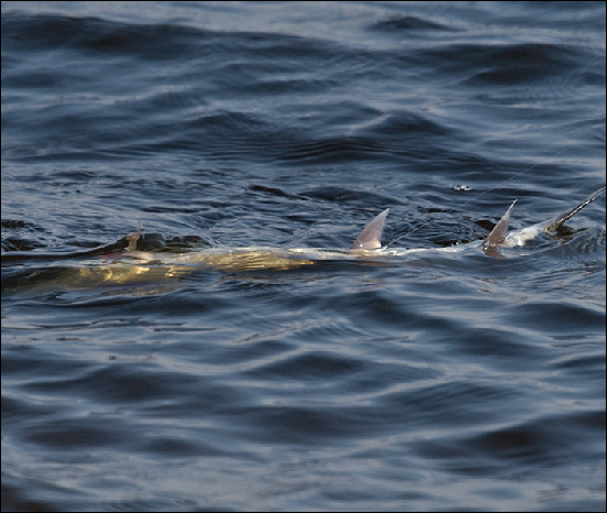 Whitemoor Estate Members' Catches 12