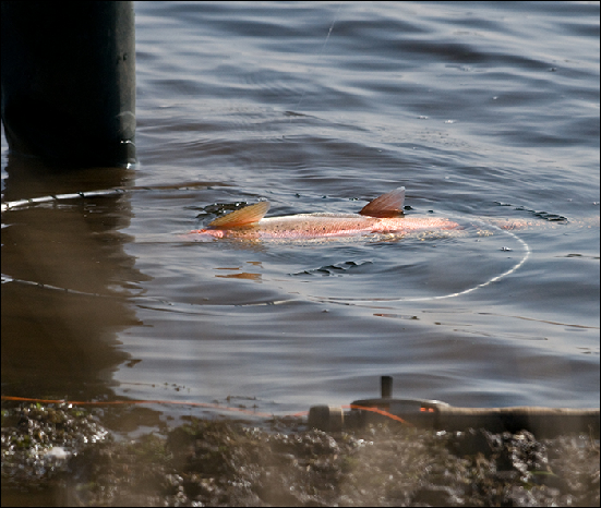 Whitemoor Estate Members' Catches 12